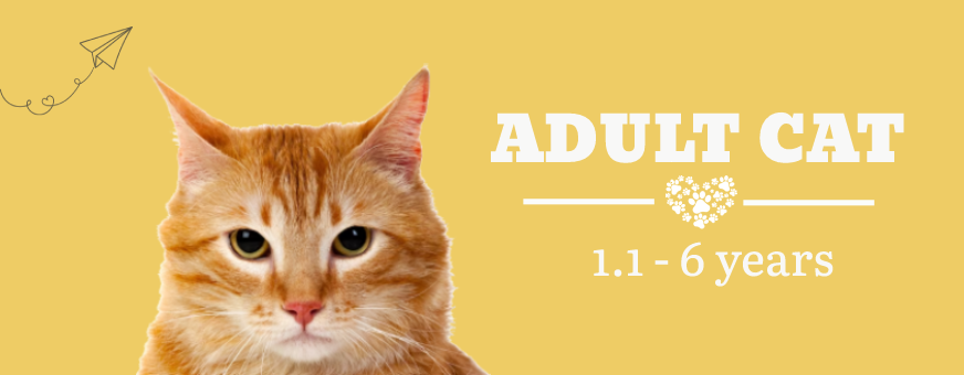 Adult Cat at ithinkpets.com