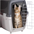 Cat Accessories