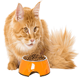 Cat Food