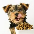 Dog Food