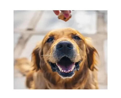 Dogsee Puffies Bite-Sized Dog Training Treats for Puppies and Adult Dogs at ithinkpets