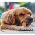 Dogsee Yak Milk Dental Chew Bars Large Long Lasting Dog Treat