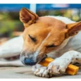 Dogsee Yak Milk Dental Chew Bars Medium Long Lasting Dog Treat