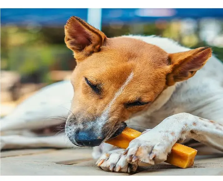 Dogsee Yak Milk Dental Chew Bars Medium Long Lasting, Puppies & Adult Dogs at ithinkpets (1)
