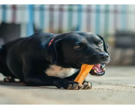 Dogsee Yalk Milk and Turmeric Medium Dental Chew Bars, For Medium Breed Puppies and Adult Dogs at ithinkpets