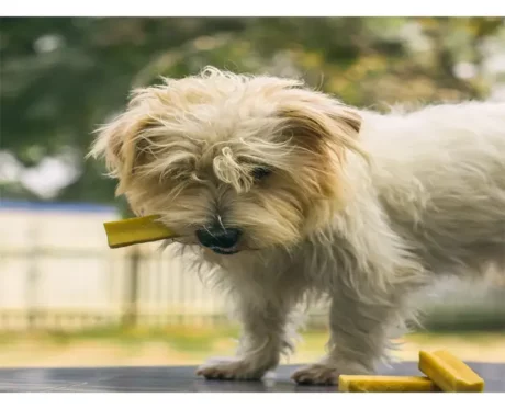 Dogsee Yalk Milk and Turmeric Small Dental Chew Bars, For Small Breed Puppies and Adult Dogs at ithinkpets