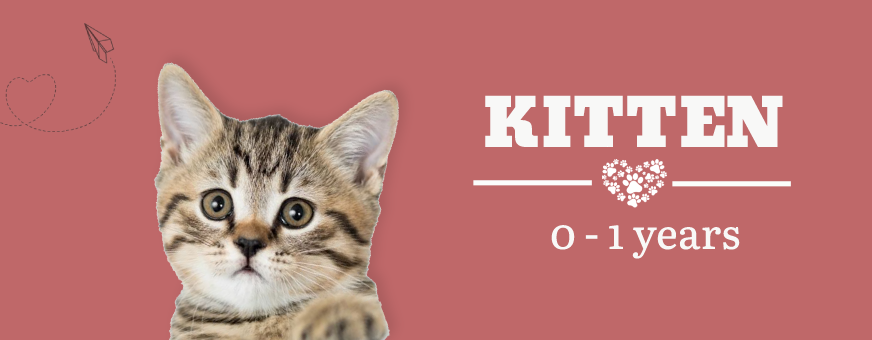 Kitten at ithinkpets.com