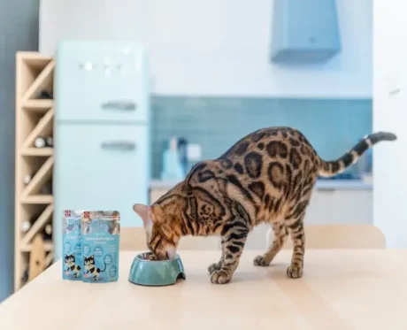 Little Big Paw Gourmet Atlantic Salmon Mousse Cat Wet Food, 85 Gms at ithinkpets.com (2)