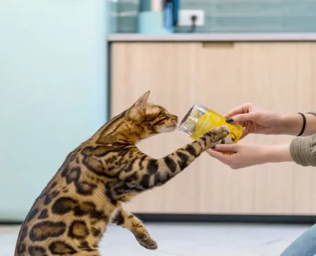 Little Big Paw Gourmet Tender Chicken Mousse Cat Wet Food, 85 Gms at ithinkpets.com (2)