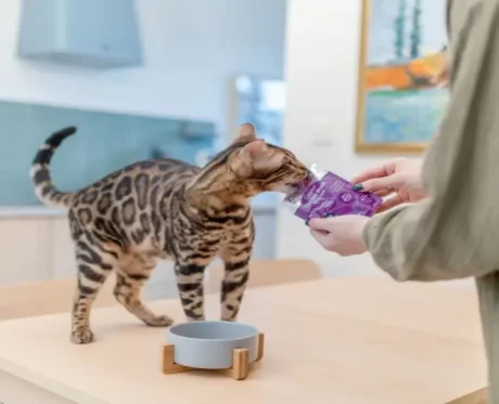 Little Big Paw Gourmet Tender Duck Mousse Cat Wet Food, 85 Gms at ithinkpets at ithinkpets.com (2)