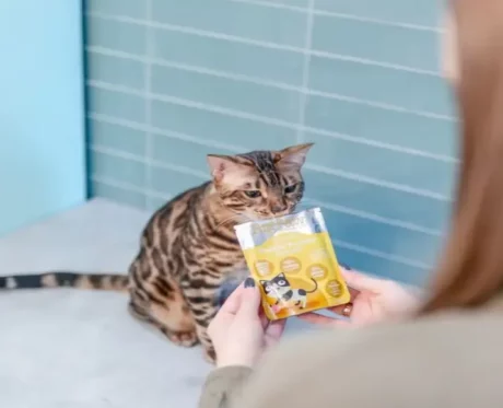 Little Big Paw Gourmet Tender Turkey Mousse Cat Wet Food, 85 Gms at ithinkpets.com (2)
