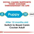 Royal Canin Cocker Spaniel Puppy, Dog Dry Food