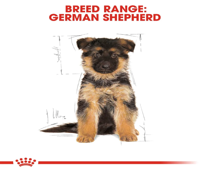 Royal Canin German Shepherd Puppy Dog Dry Food at ithinkpets (7)