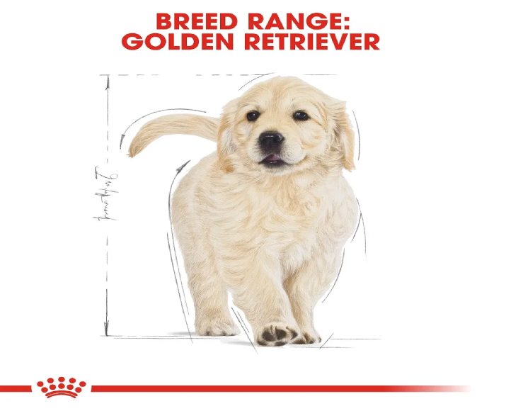 Royal Canin Golden Retriever Puppy Dog Dry Food at ithinkpets (3)