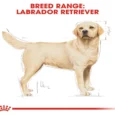 Royal Canin Labrador Adult, Dog Dry Food