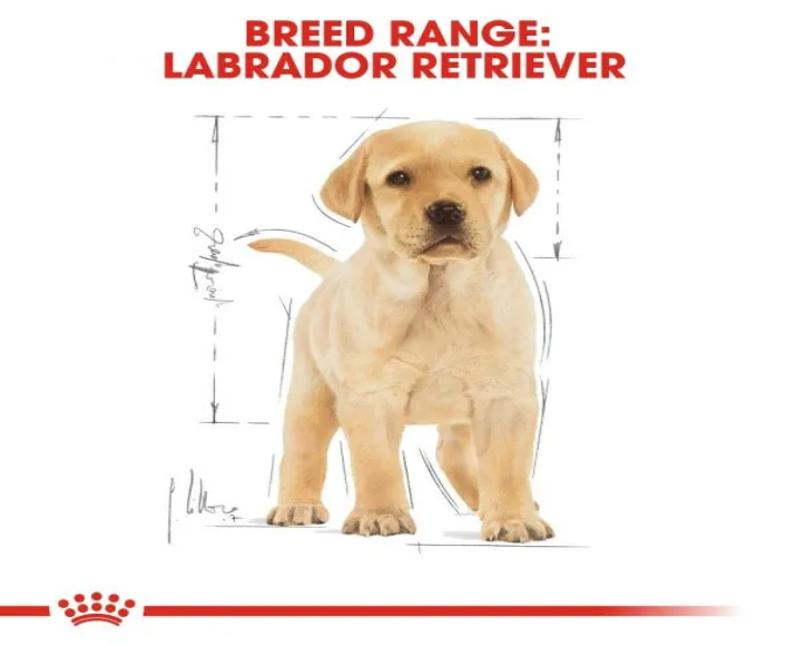 Royal Canin Labrador Puppy Dog Dry Food at ithinkpets (2)
