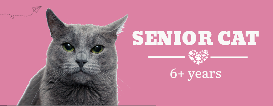 Senior Cat at ithinkpets.com