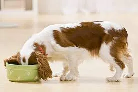 Why does my dog eat so quickly ?