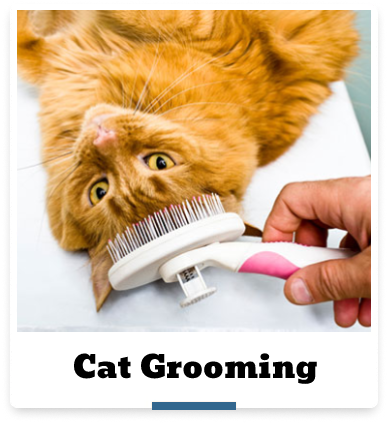 grooming cat