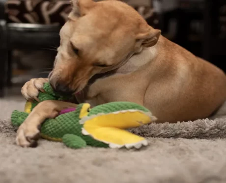 Barkbutler Aly The Gator Plush Dog Toy with Squeaker