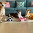 Barkbutler Daisy The Dog Plush Dog Toy with Squeaker