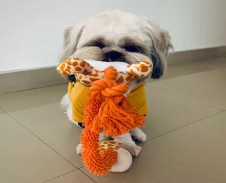 Barkbutler Garry The Giraffe Plush Dog Toy with Squeaker at ithinkpets