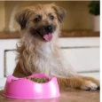 Beco Bowl for Dogs Pink, Dog Bowl, 1 Pc