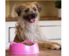 Beco Bowl for Dogs Pink at ithinkpets.com (2)