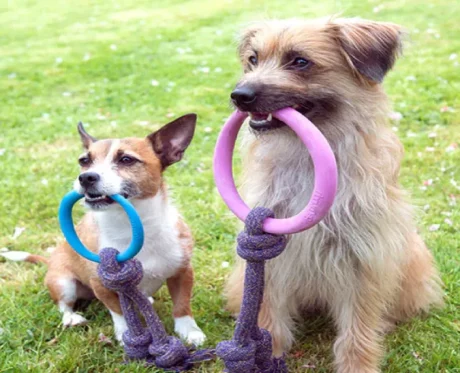 Beco Hoop On Rope Toy for Dogs Pink at ithinkpets.com (3)