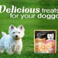 Cesar Sasami with Cheese and Vegetables in Jelly Adult Wet Dog Food 70gm