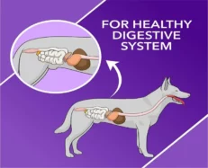 Drools Absolute Digestive Dog Tablets at ihinkpets.com