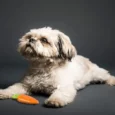 Fofos Vegi Bites Carrot Squeaker Dog Toy, Puppies and Adult