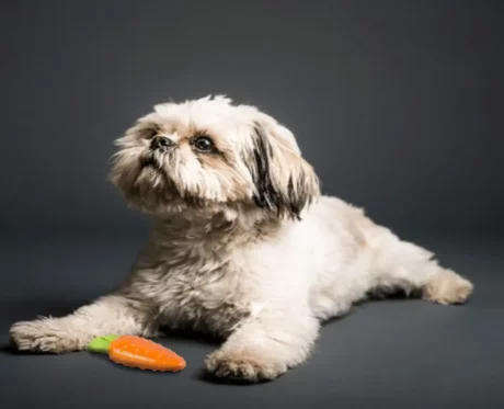 Fofos Vegi Bites Carrot Squeaker Dog Toy, Puppies and Adult at ithinkpets (7)