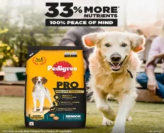 Pedigree Pro Senior Adult Dog Dry Food at ithinkpets