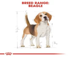 Royal Canin Beagle Adult Dog Dry Food at ithinkpets