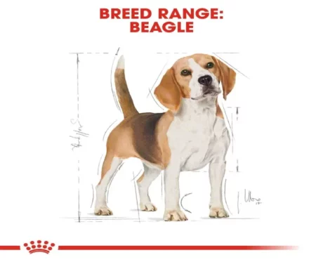 Royal Canin Beagle Adult Dog Dry Food at ithinkpets