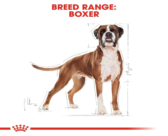 Royal Canin Boxer Adult Dog Dry Food at ithinkpets (1)