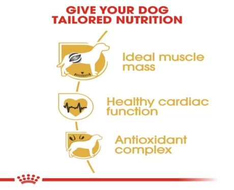 Royal Canin Boxer Adult Dog Dry Food at ithinkpets (4)