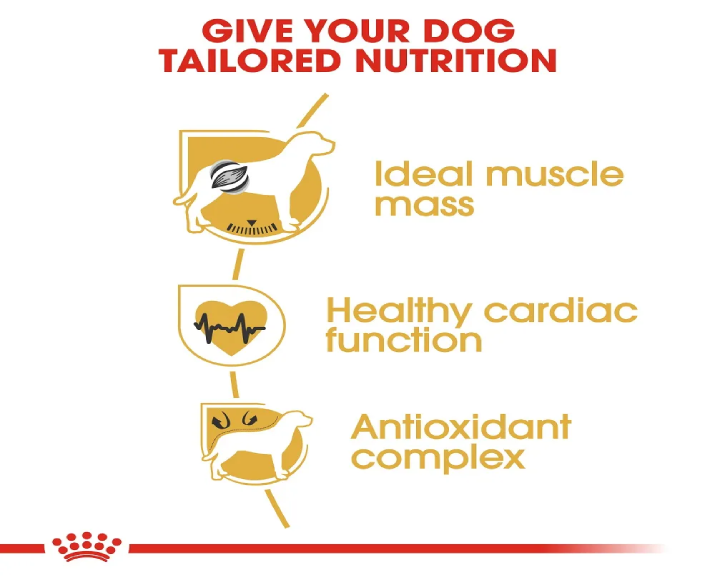 Royal Canin Boxer Adult Dog Dry Food at ithinkpets (4)