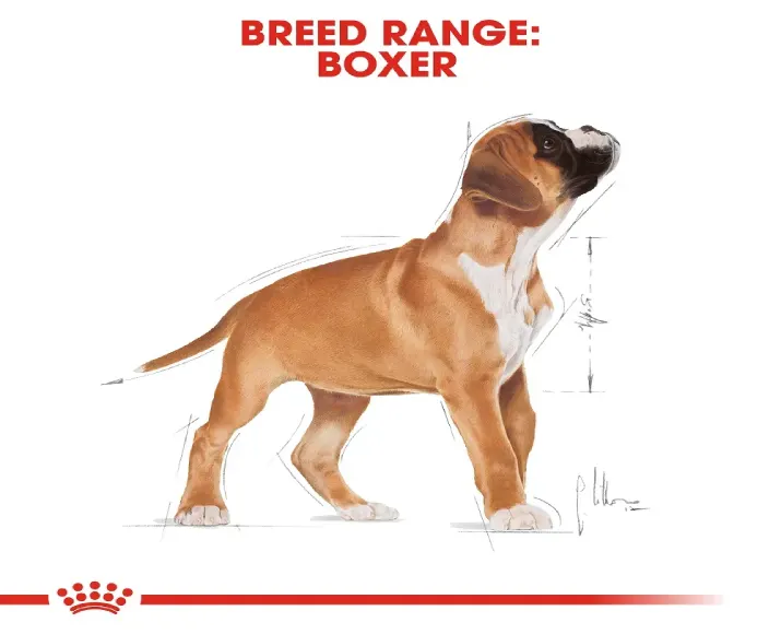 Royal Canin Boxer Puppy Dry Food at ithinkpets (1)