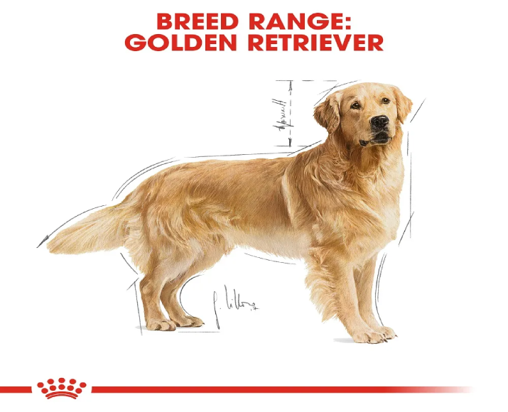 Royal Canin Golden Retriever Adult Dog Dry Food at ithinkpets (1)