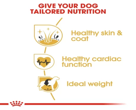 Royal Canin Golden Retriever Adult Dog Dry Food at ithinkpets (4)