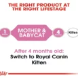 Royal Canin Mother and Baby Kitten Dry Food