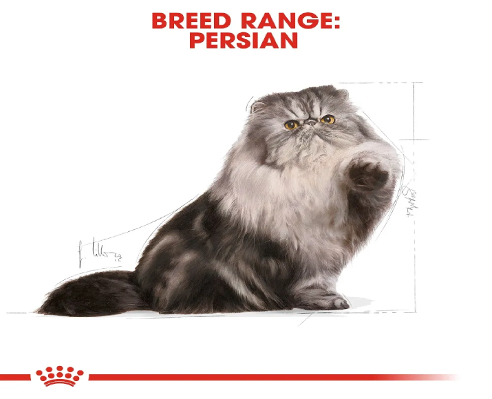 Royal Canin Persian Cat Adult Dry Food at ithinkpets (8)
