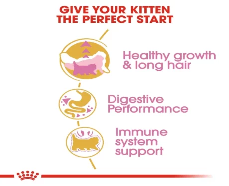 Royal Canin Persian Kitten Dry Food at ithinkpets (3)