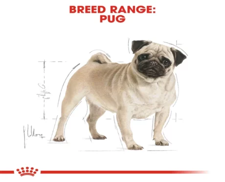 Royal Canin Pug Adult Dog Dry Food at ithinkpets (1)