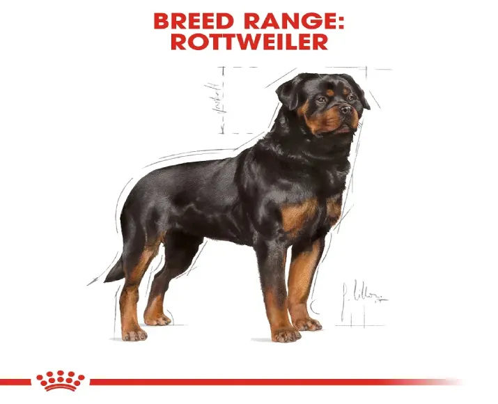 Royal Canin Rottweiler Adult Dog Dry Food at ithinkpets (1)