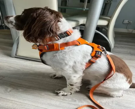 Ruffwear Front Range Dog Collar Campfire Orange at ithinkpets.com