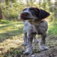 Ruffwear Front Range Collar Campfire Orange