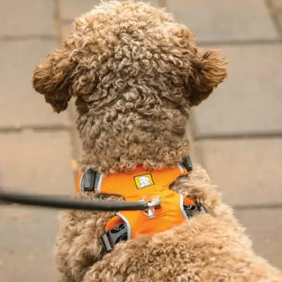 Ruffwear Front Range Dog Harness Campfire Orange at ithinkpets.com